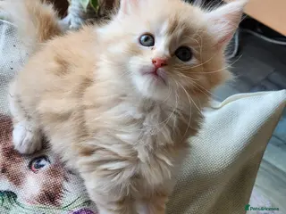 Maine Coon cats Maine Coon Kittens ready April - Advert 15