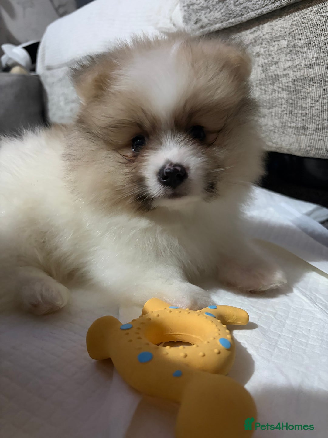 Pomeranian dogs for sale: Beautiful litter of Pomeranians (READY NOW)  - Advert 2