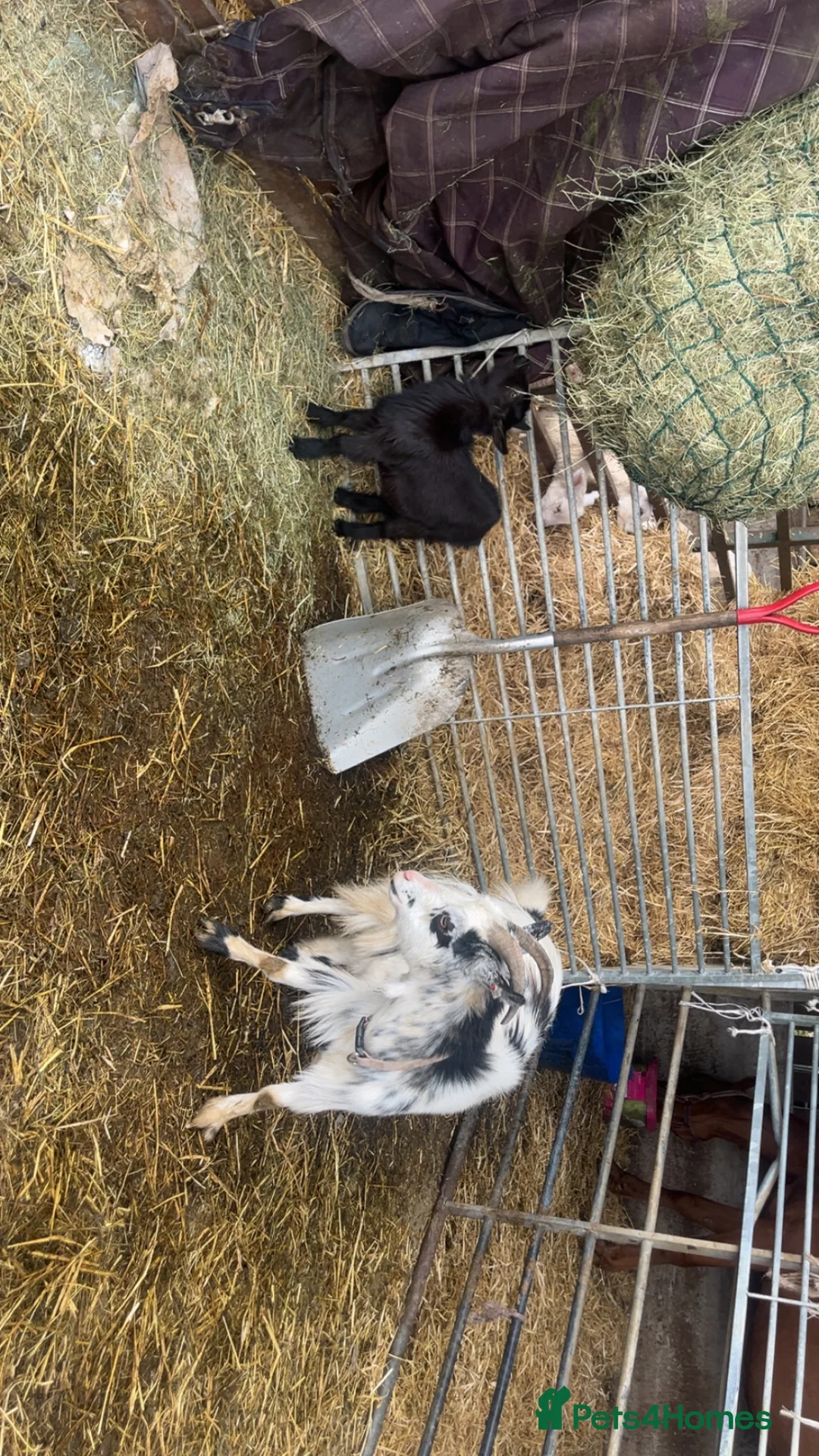 Goats livestock for sale: Two girls ready to leave soon  in Builth Wells - Advert 2