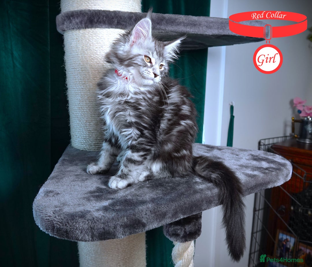 Maine Coon cats for sale: STUNNING XL PEDIGREE MAINE COON KITTENS  - Image 27
