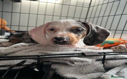 Dachshund dogs for sale: 2 Sausage dog female puppies for sale - Image 10