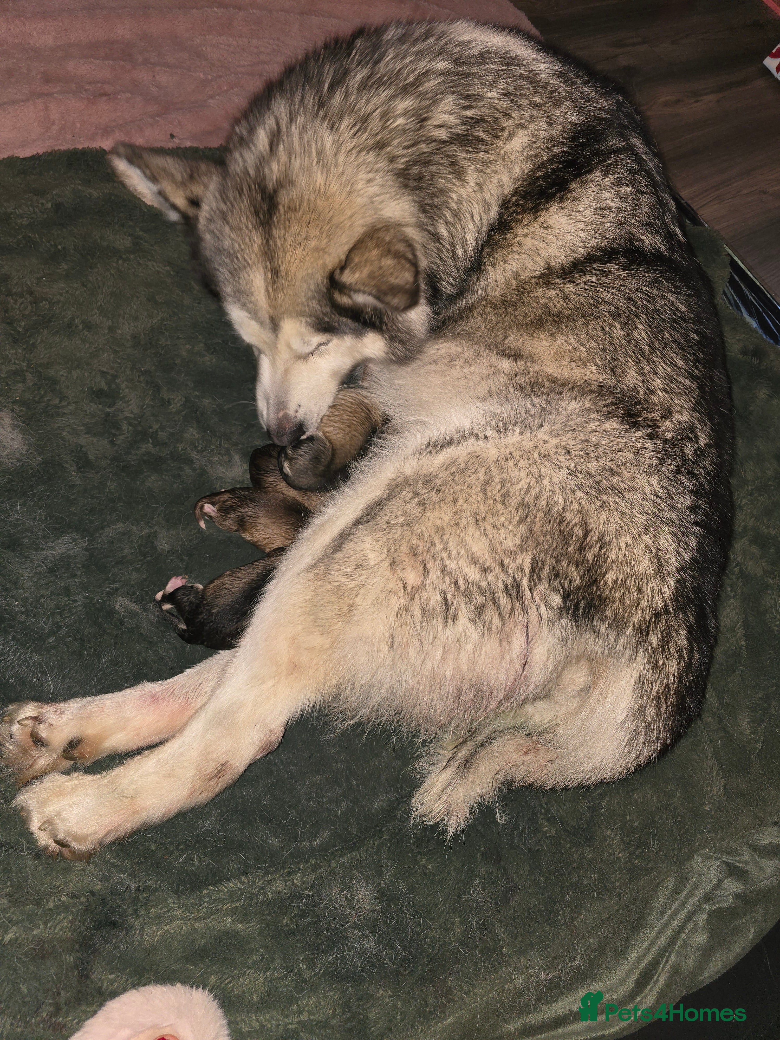 Utonagan dogs Malamute/Huskies  - Advert 10