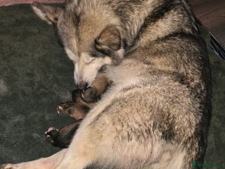 Utonagan dogs Malamute/Huskies - Advert 10