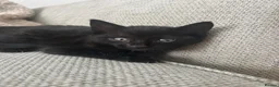 Mixed Breed cats for sale: Beautiful, playful, loving kittens  - Advert 2