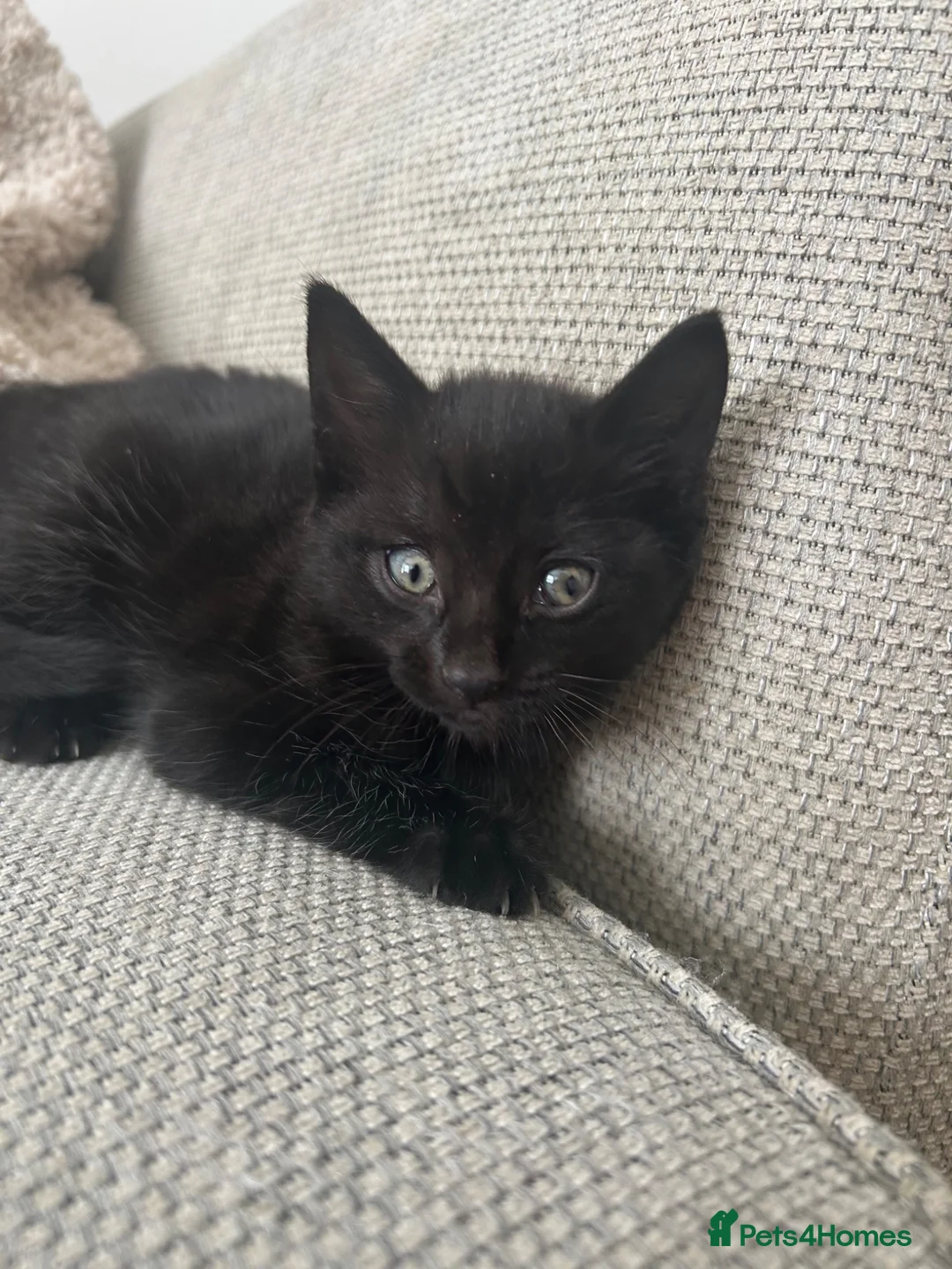Mixed Breed cats for sale: Beautiful, playful, loving kittens  - Advert 2