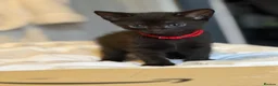 Mixed Breed cats for sale: Male kitten  - Advert 22