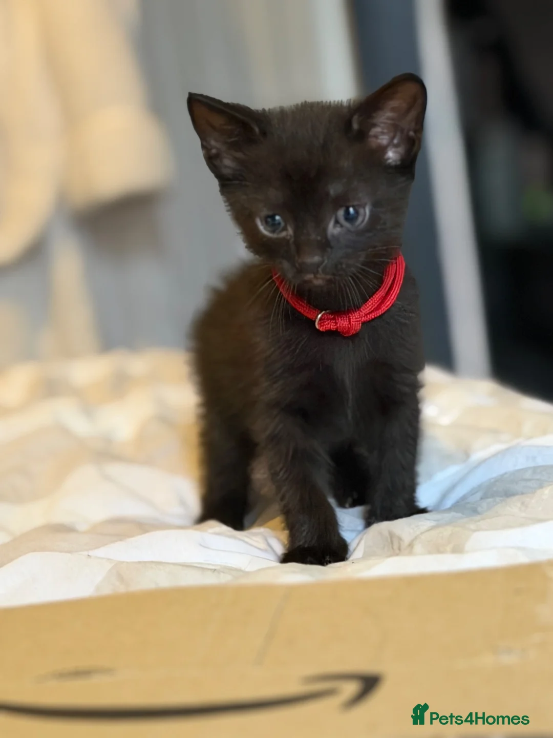 Mixed Breed cats for sale: Male kitten  - Advert 22
