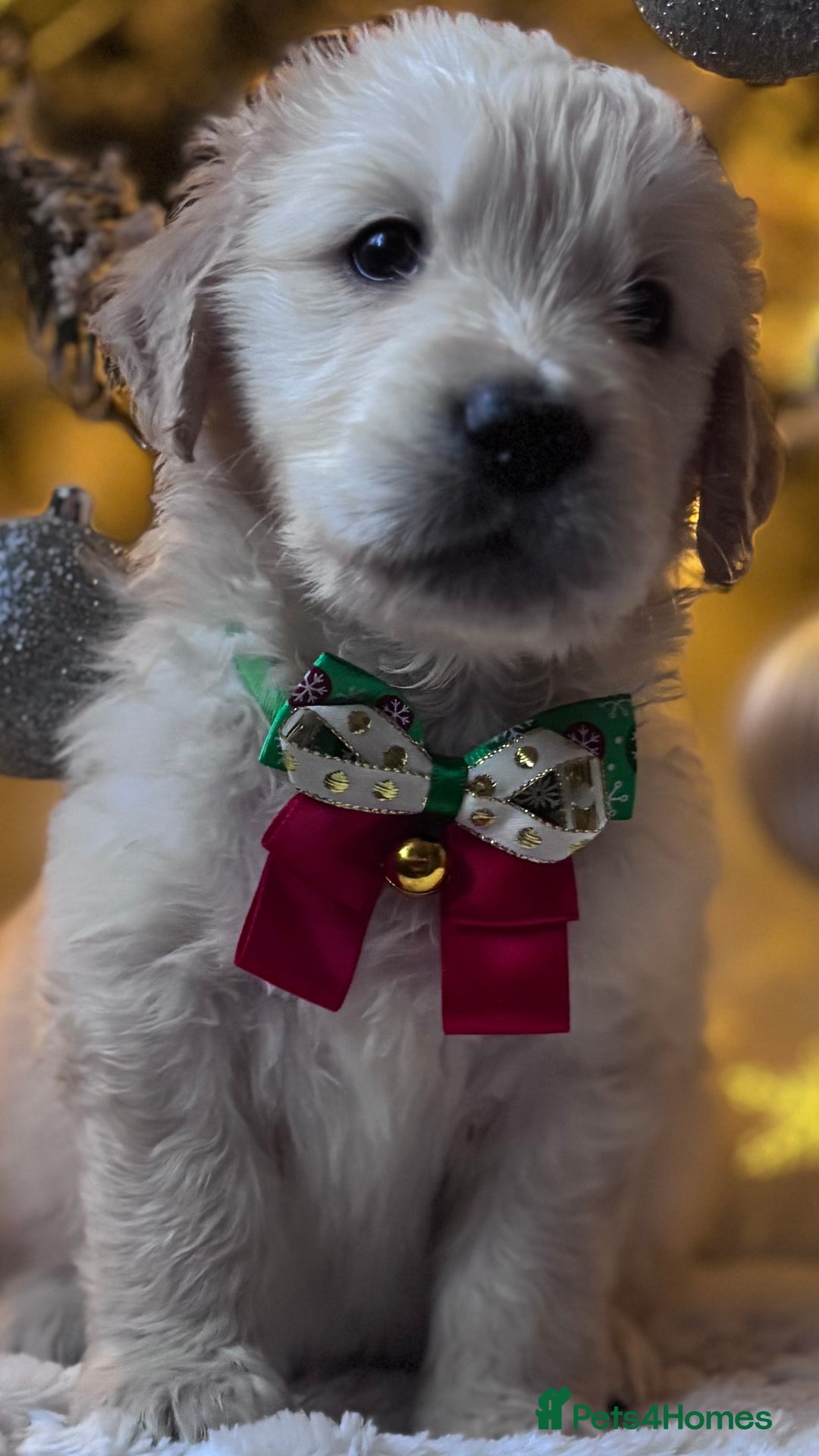 Golden Retriever dogs for sale: champion lines kc golden retriever puppies  - Advert 10