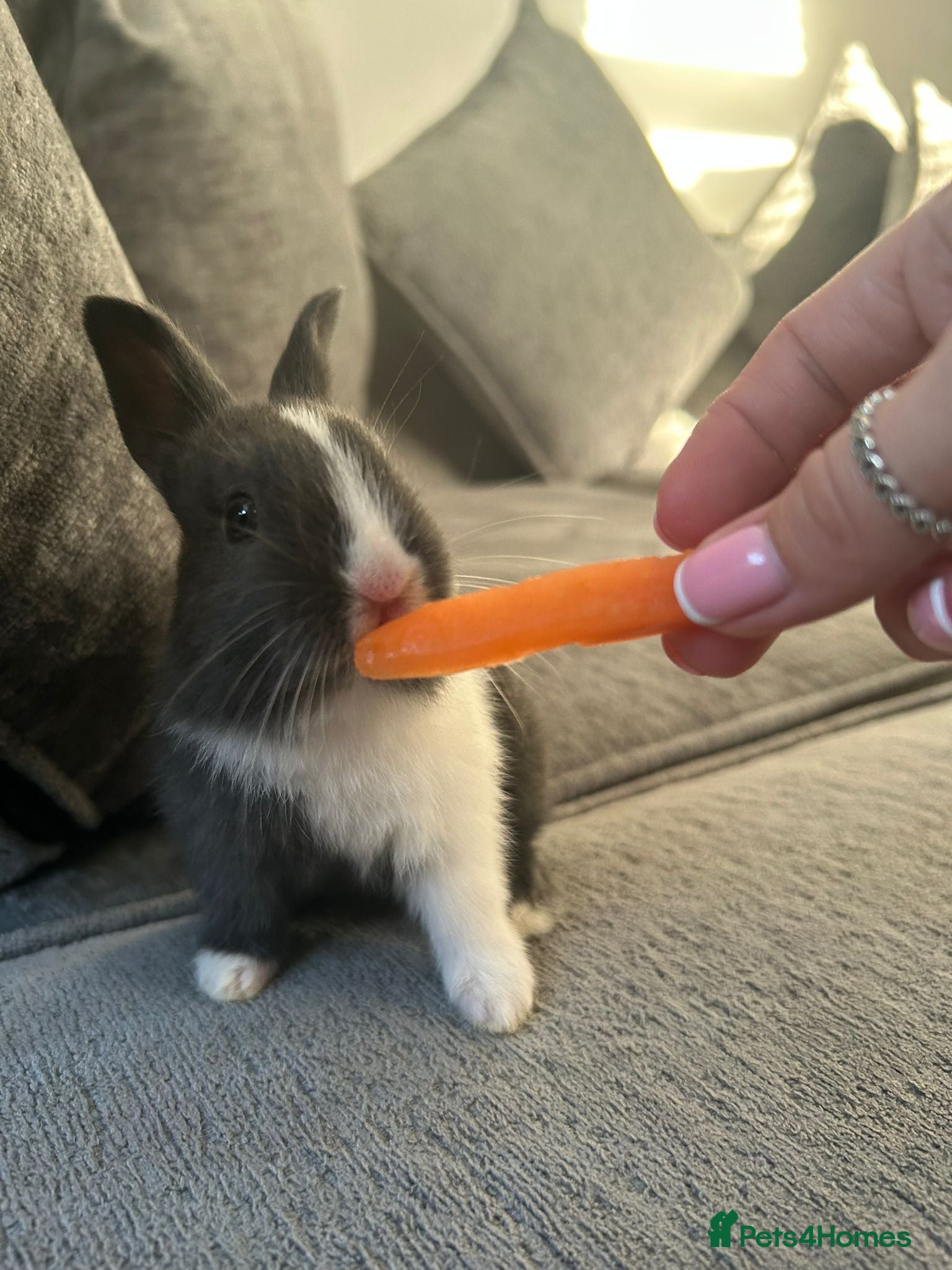 Dutch rabbits Baby Rabbits - Advert 1