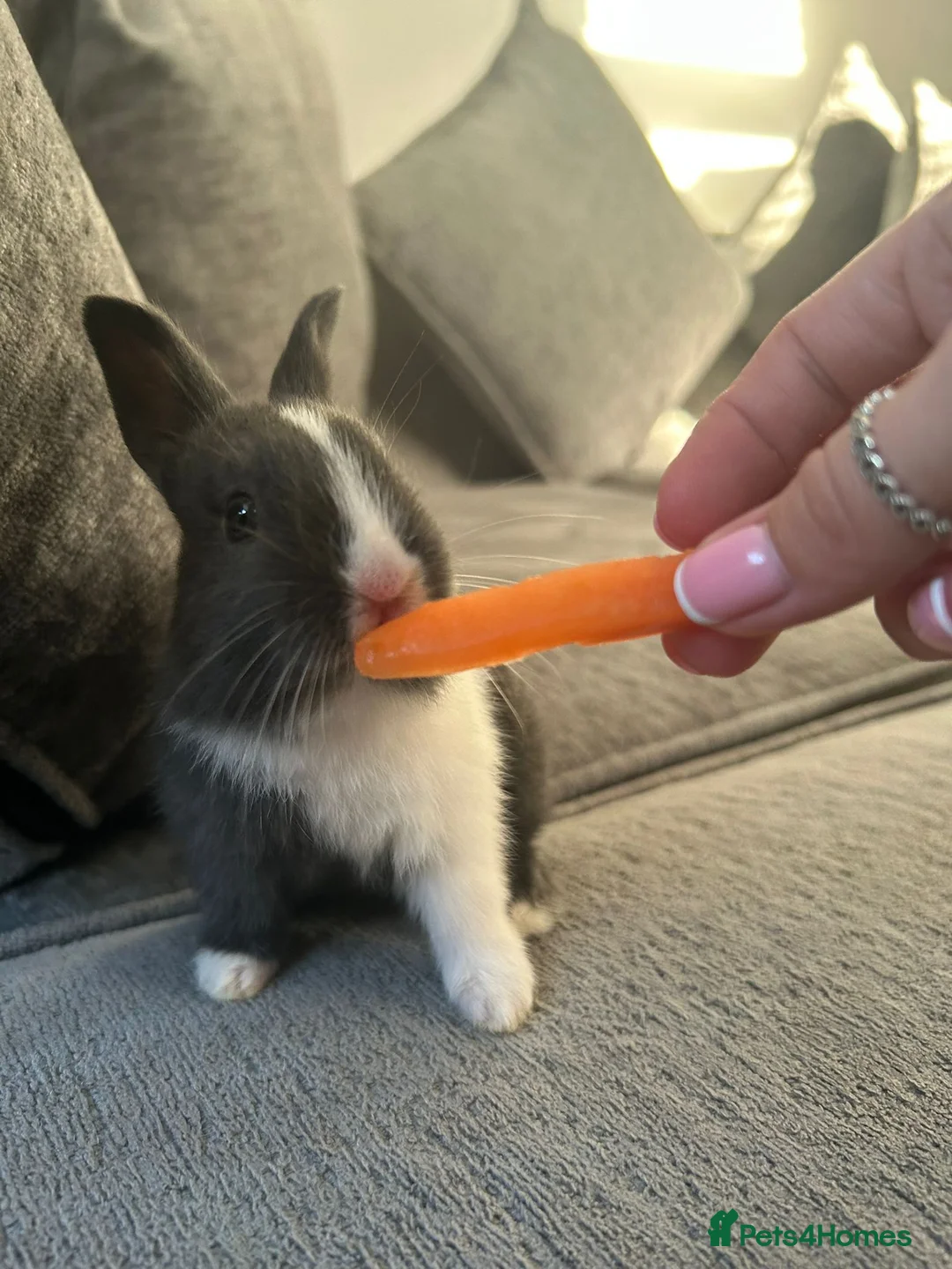Dutch rabbits for sale: Baby Rabbits in Liverpool - Advert 1