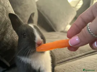 Dutch rabbits Baby Rabbits - Advert 1