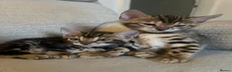 Bengal cats for sale: 🐾 Beautiful Bengal Kittens 🐾 - Advert 9