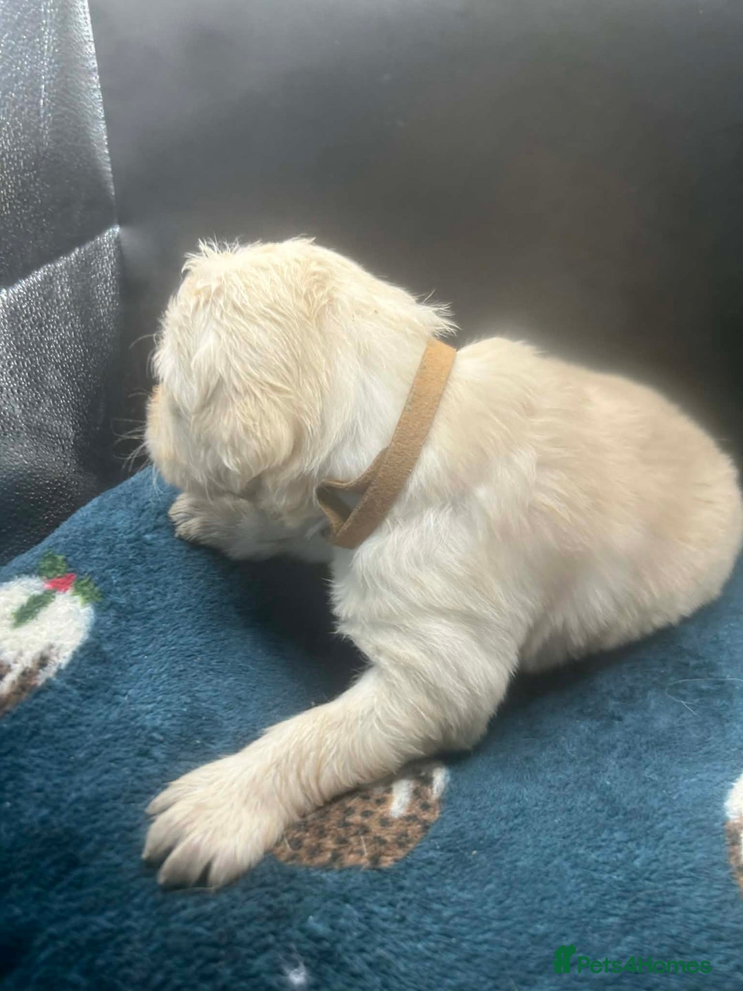 Golden Retriever dogs for sale: Stunning Golden Retrievers. 4 Boys / 4 Girls - Advert 25