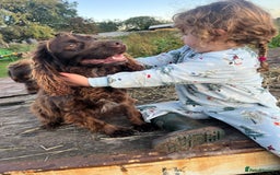 Cocker Spaniel dogs for sale: 2 Gorgeous Chocolate Cocker Dog Pups For Sale! - Image 2