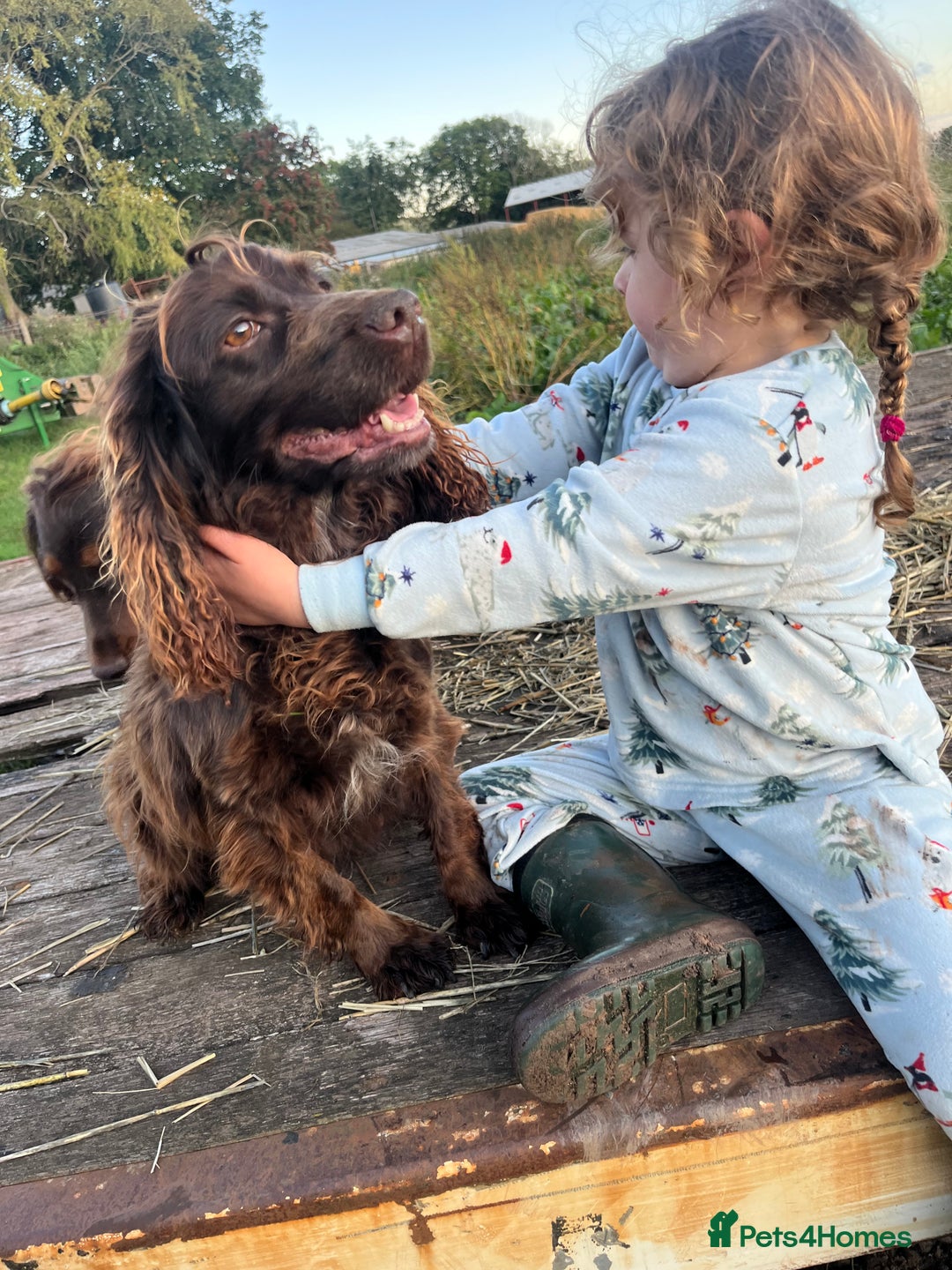 Cocker Spaniel dogs for sale: 2 Gorgeous Chocolate Cocker Dog Pups For Sale! - Image 2