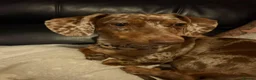 Dachshund dogs for sale: Beautiful cookie please read description - Advert 1