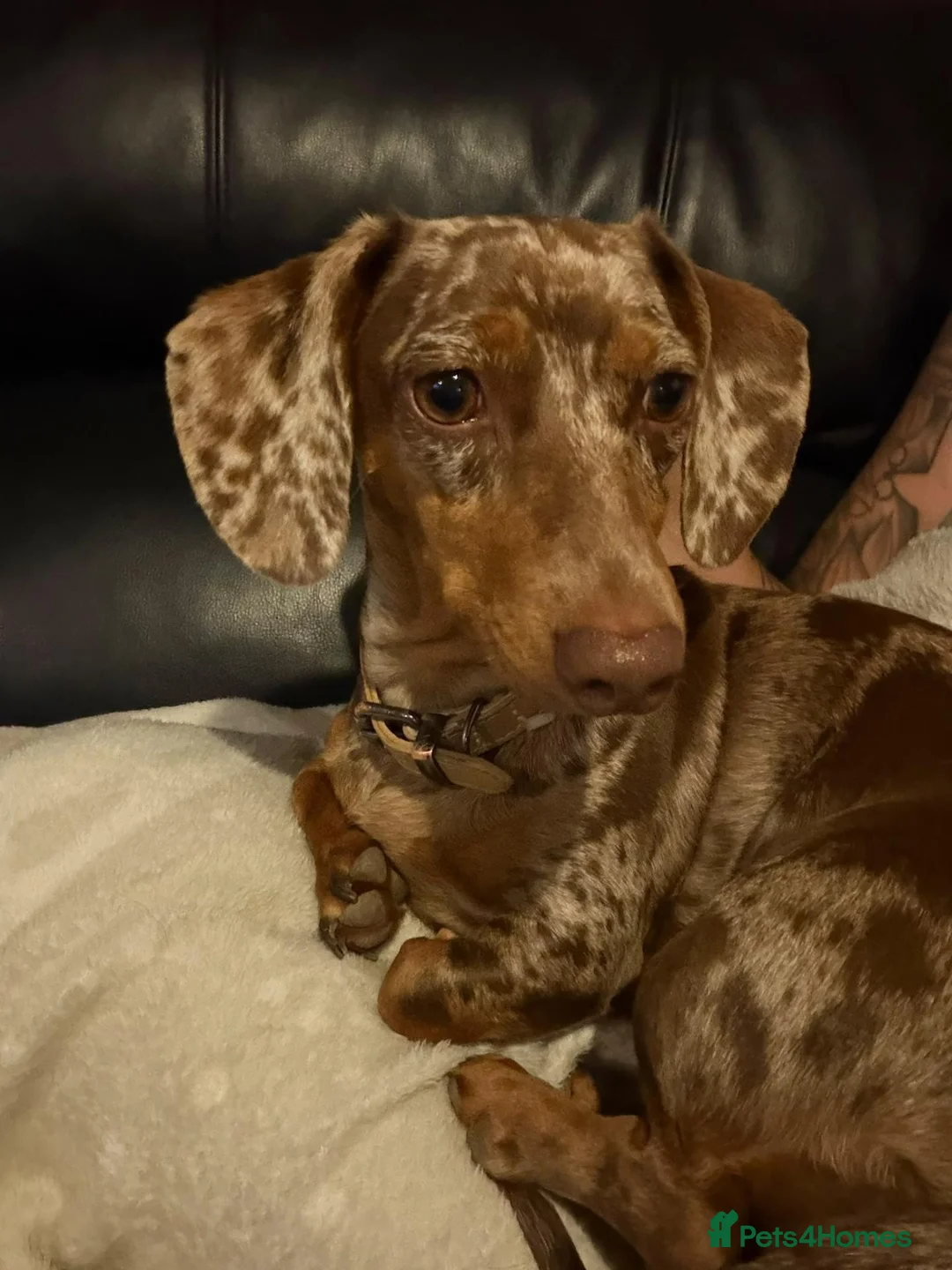 Dachshund dogs for sale: Beautiful cookie please read description - Advert 1