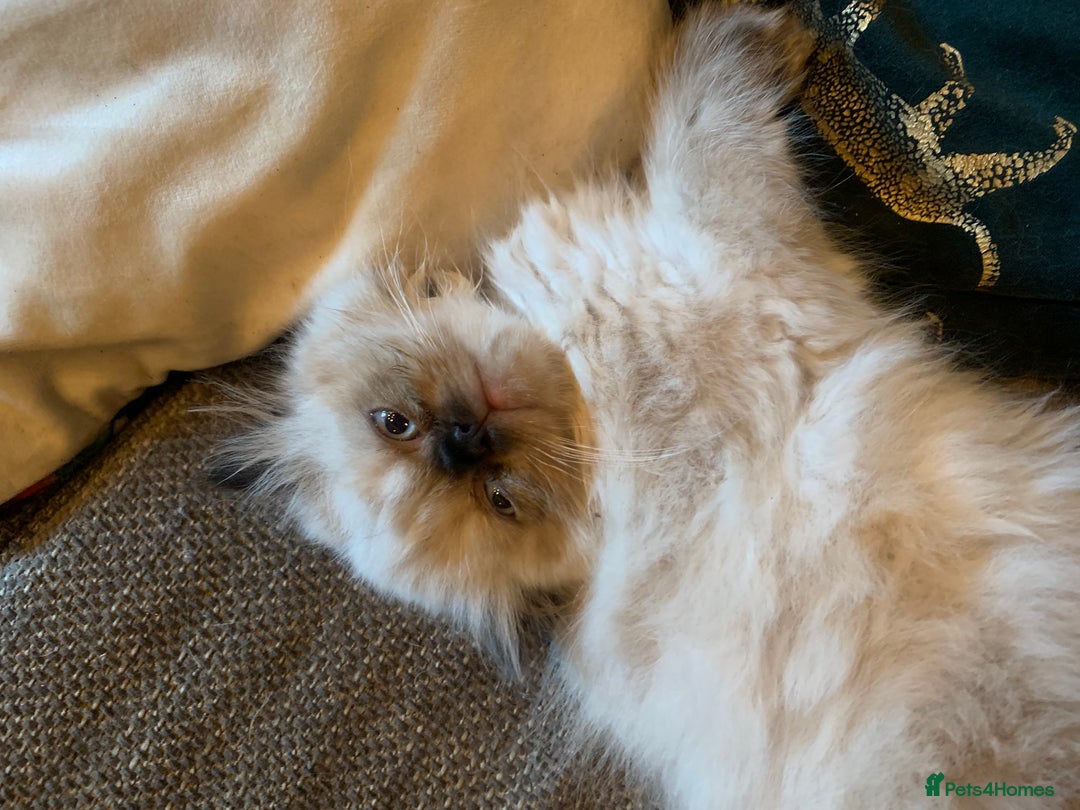 Persian cats for sale: Persian cross exotic  - Image 2