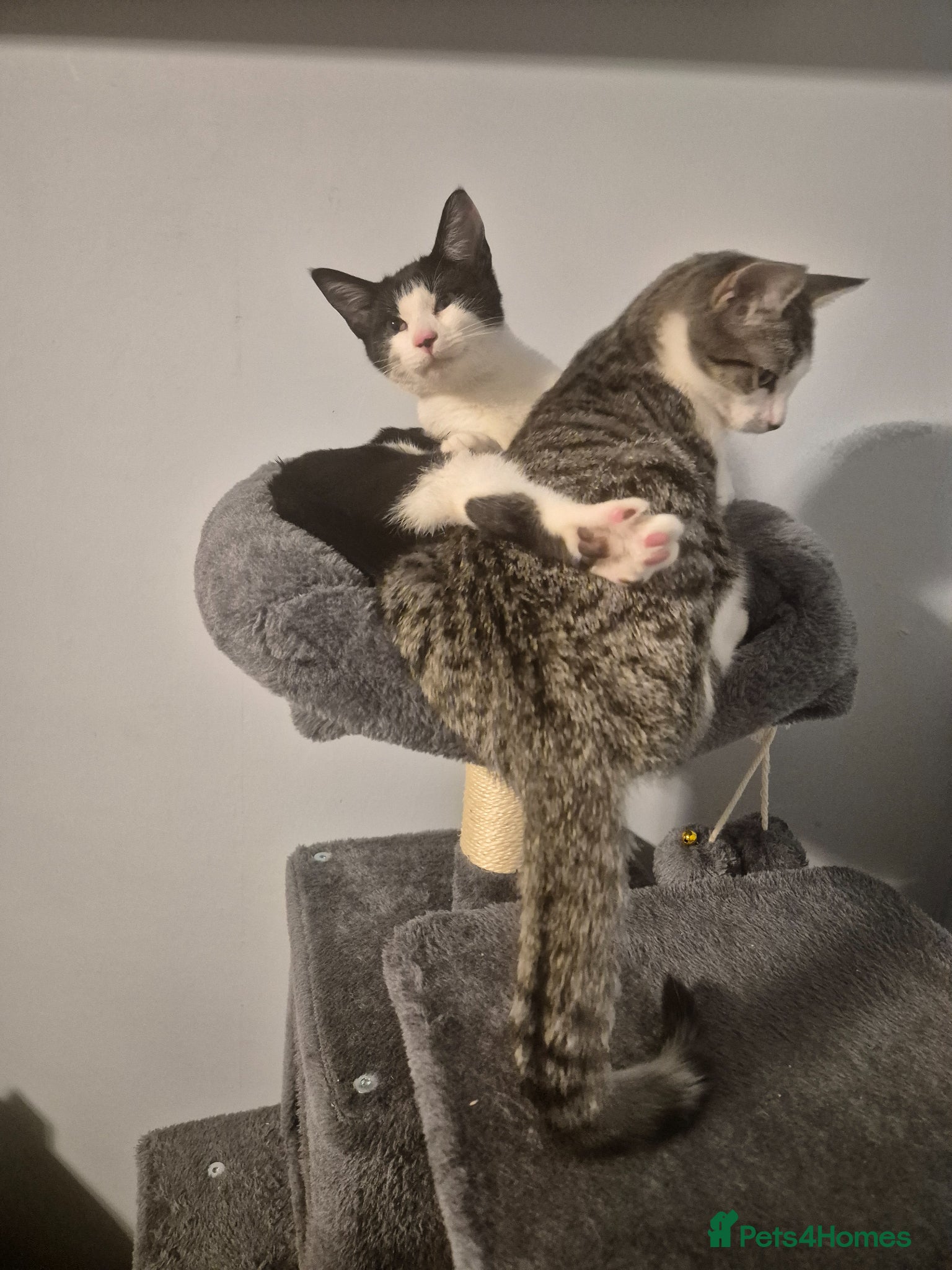 Mixed Breed cats Cats  - Advert 3