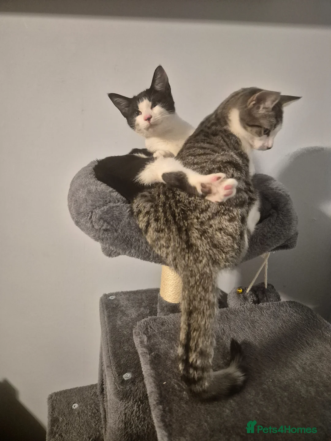 Mixed Breed cats for sale: Cats  - Advert 1