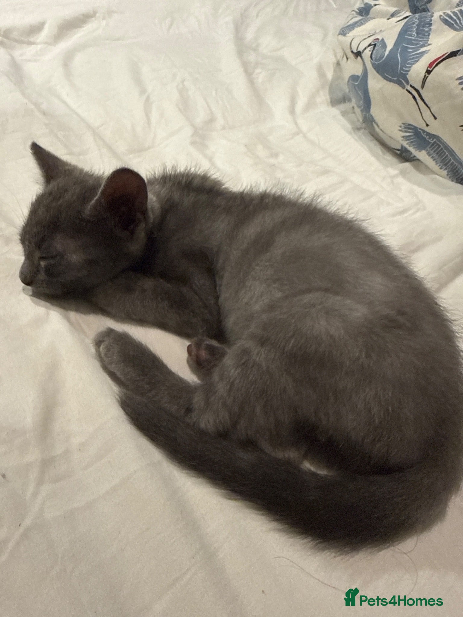 Mixed Breed cats BRITISH BLUE MIX - Advert 1