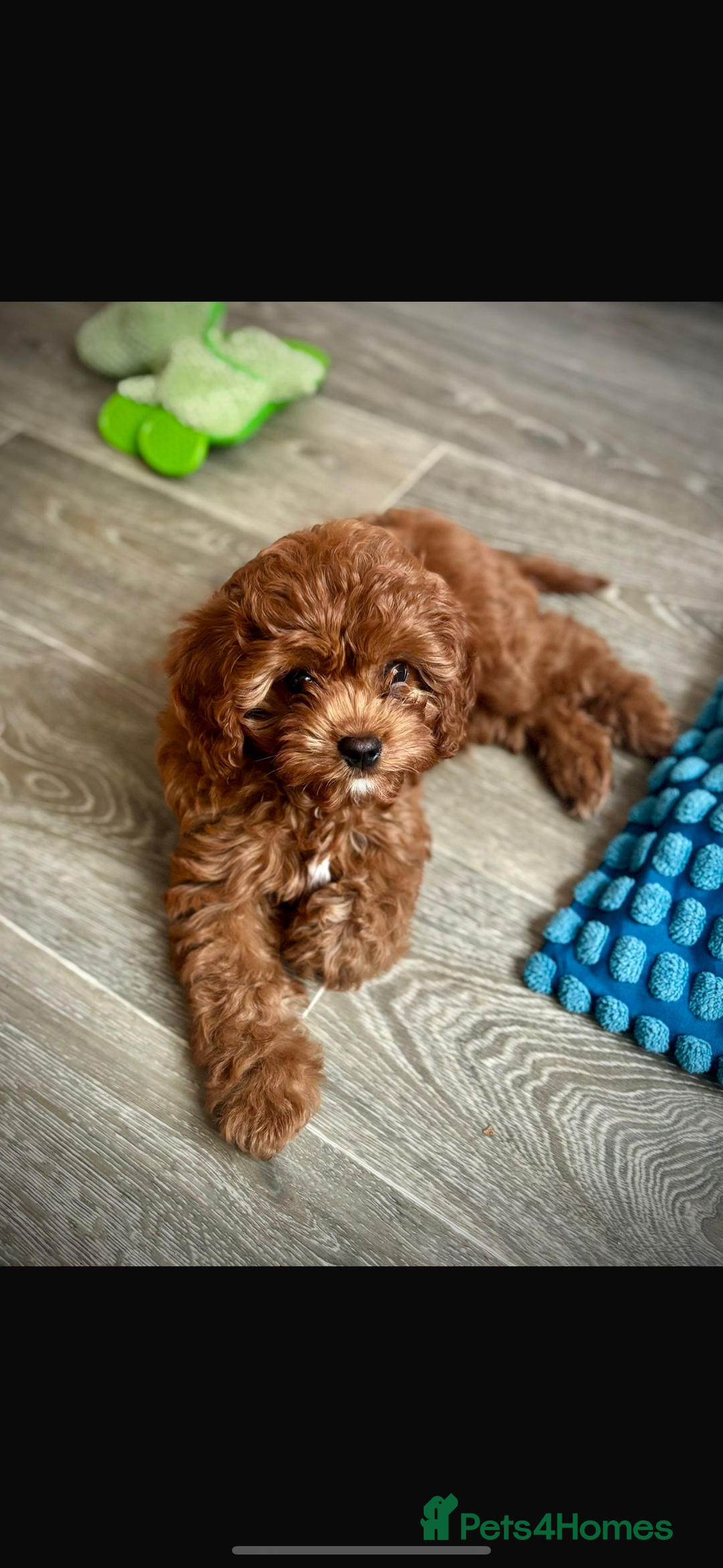 Cavapoo dogs for sale: Stunning F1 Toy Cavapoo’s 5* licensed breeder DNA - Advert 11