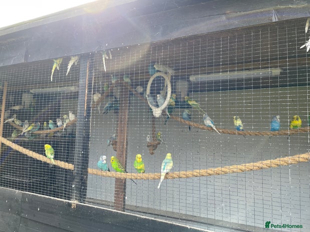Budgerigars birds in Ipswich - Advert 5