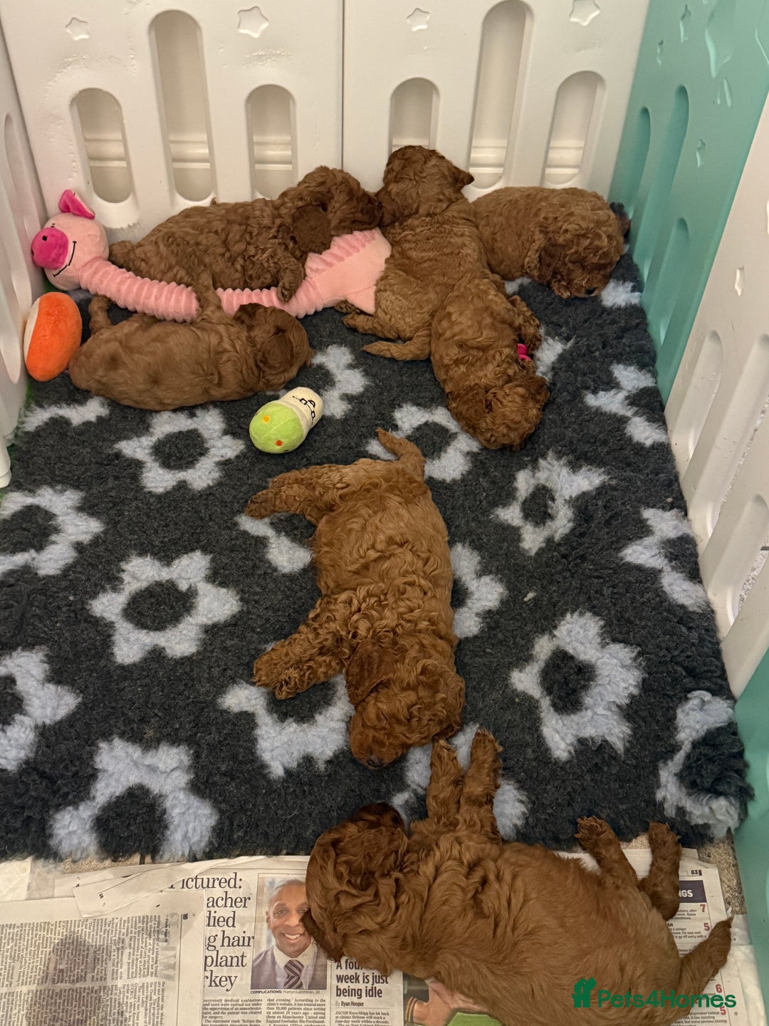 Cockapoo dogs for sale: Cockapoo F1b non moulting health tested puppies  - Image 15