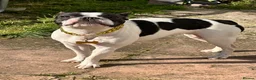 Boston Terrier dogs for sale: Boston terrier female in Croydon - Advert 2