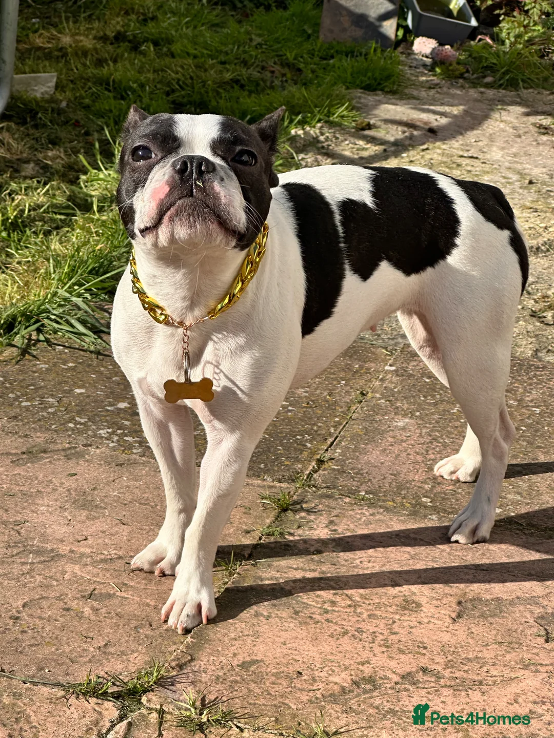 Boston Terrier dogs for sale: Boston terrier female in Croydon - Advert 2