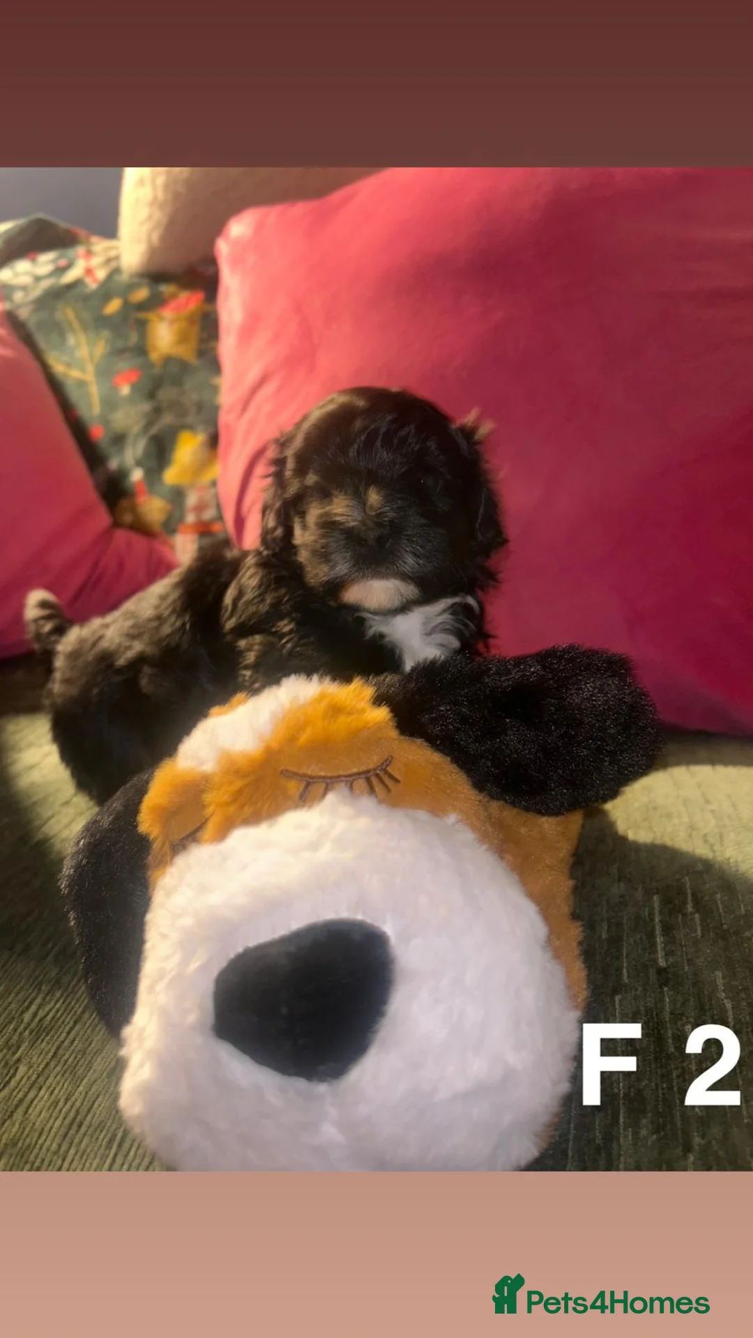 Mixed Breed dogs for sale: Toy malshipoo puppies  - Advert 4