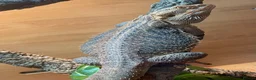 Bearded Dragon reptiles for sale: Male Bearded Dragon  in Burnley - Advert 3