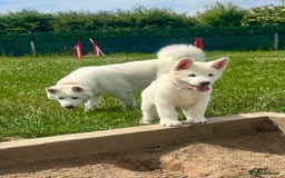 Akita dogs for sale: 2 Akita puppies 1 female 1 male  - Image 14