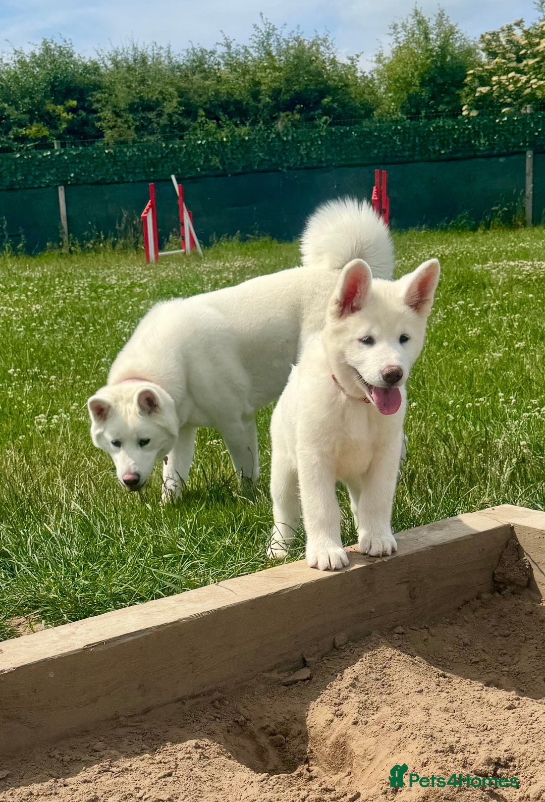 Akita dogs for sale: 2 Akita puppies 1 female 1 male  - Image 14