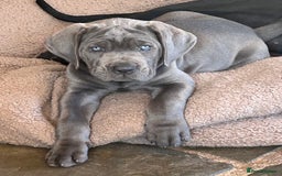 Cane Corso dogs for sale: Full Cane Corso, 1 Black Male remaining  in Newark - Image 10
