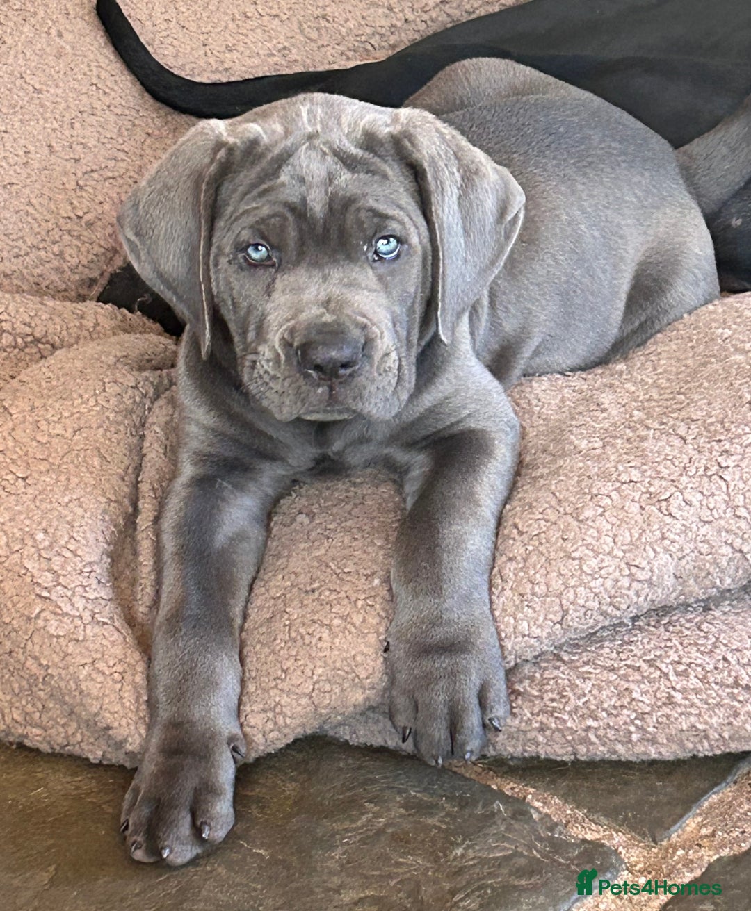Cane Corso dogs for sale: Full Cane Corso, 1 Black Male remaining  in Newark - Image 10