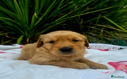 Golden Retriever dogs for sale: *Beautiful kc/Dna clear Golden retriever pups* - Image 9