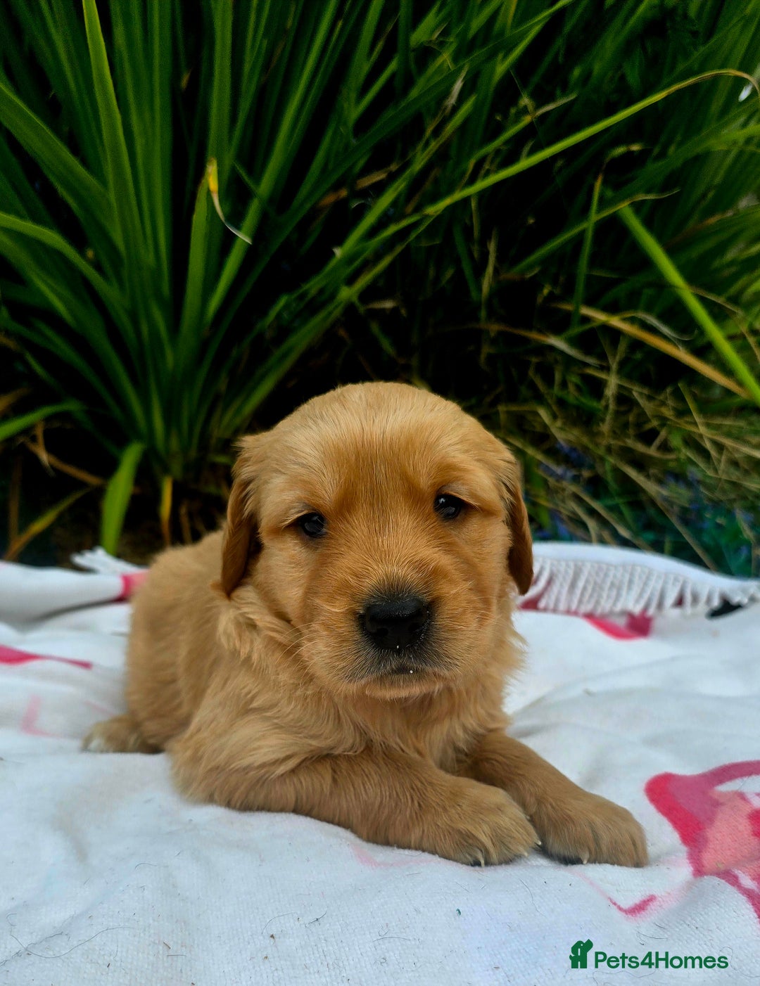 Golden Retriever dogs for sale: *Beautiful kc/Dna clear Golden retriever pups* - Image 9