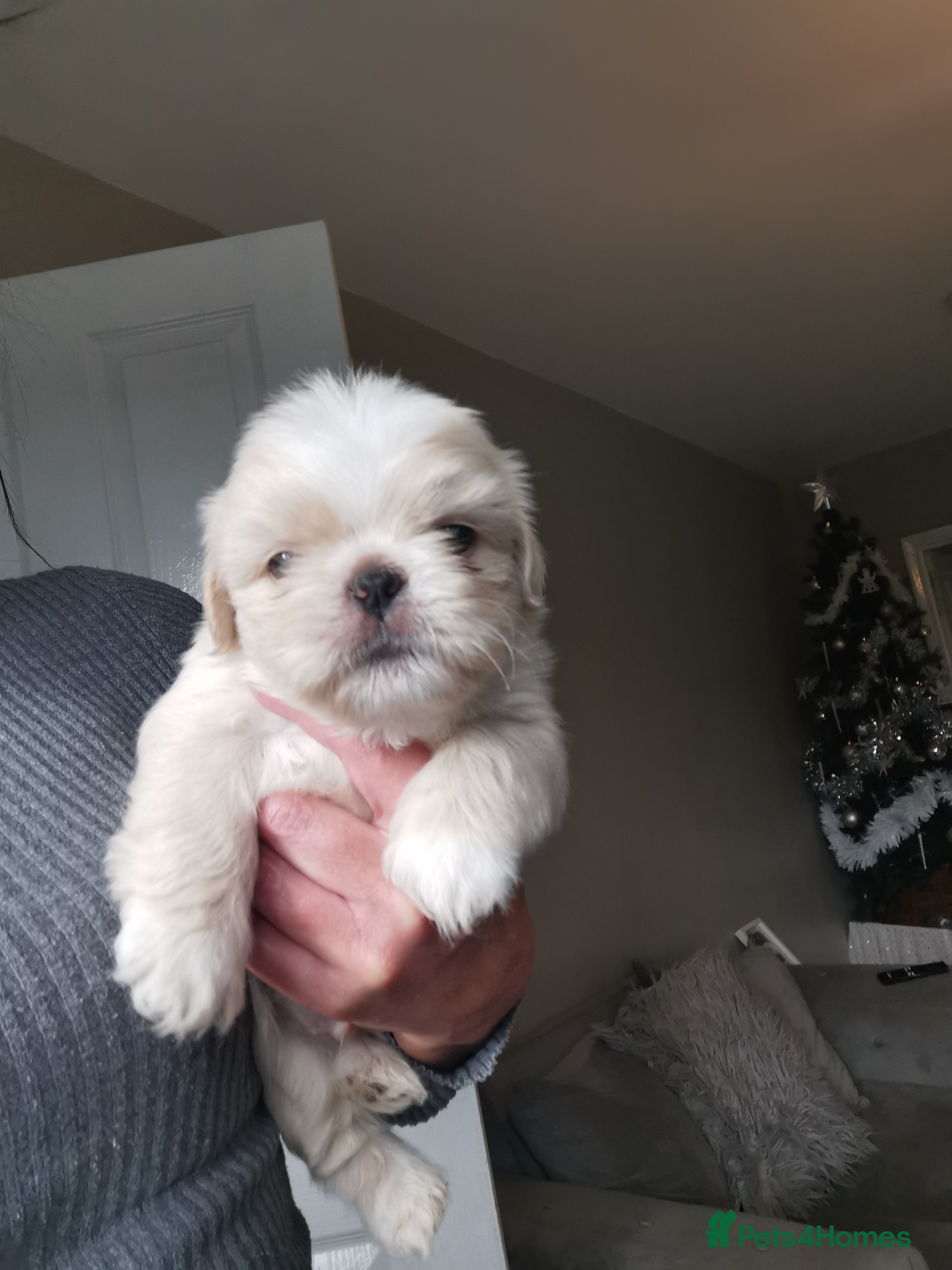 Shih Tzu dogs Adorable fluufy shihtzus  - Advert 13