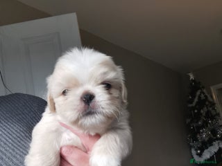 Shih Tzu dogs Adorable fluufy shihtzus - Advert 5