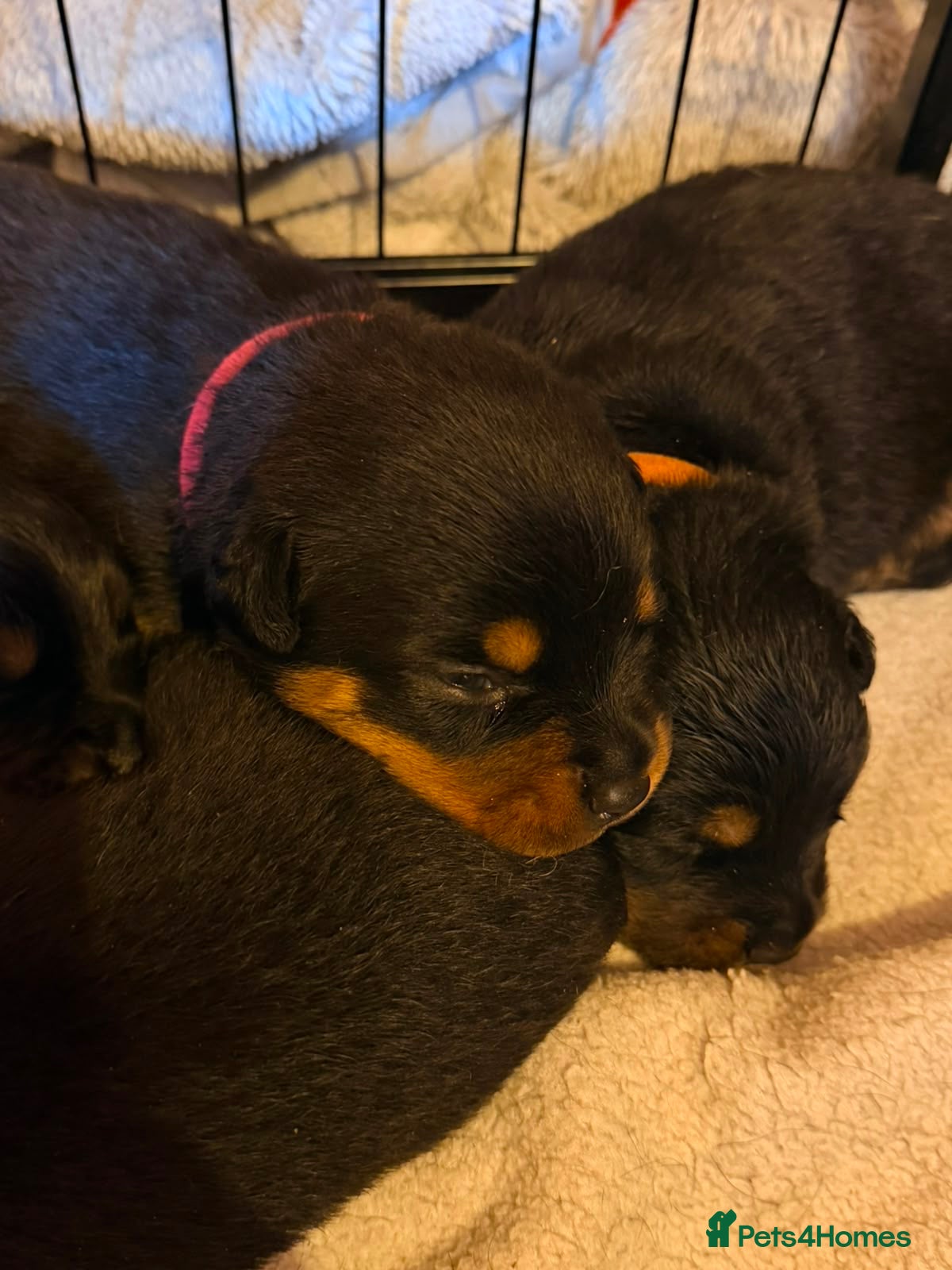 Rottweiler dogs Rare beautiful Rottweiler puppies  - Advert 16