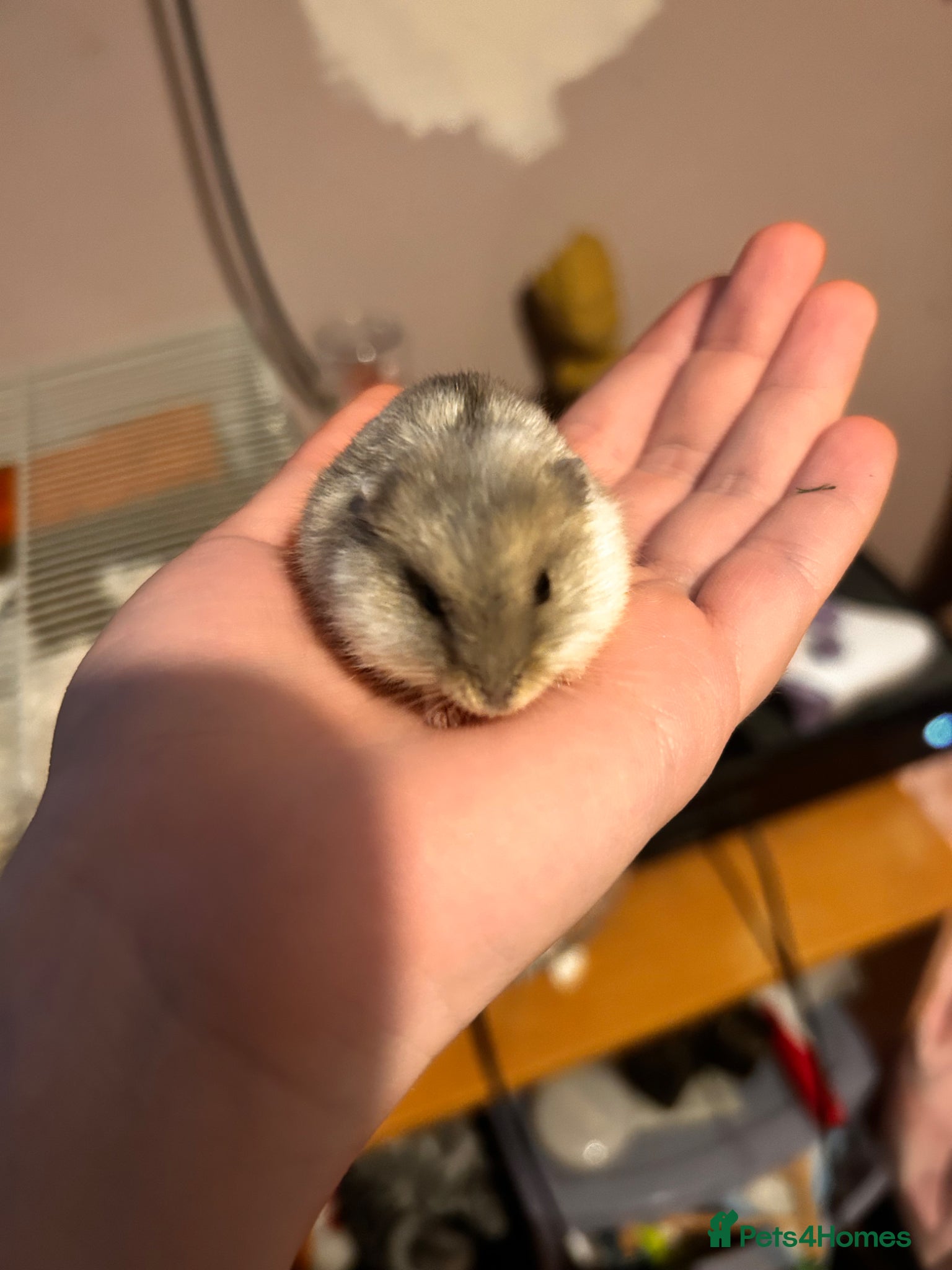 Hamster rodents Dwarf hamster Russian  - Advert 6
