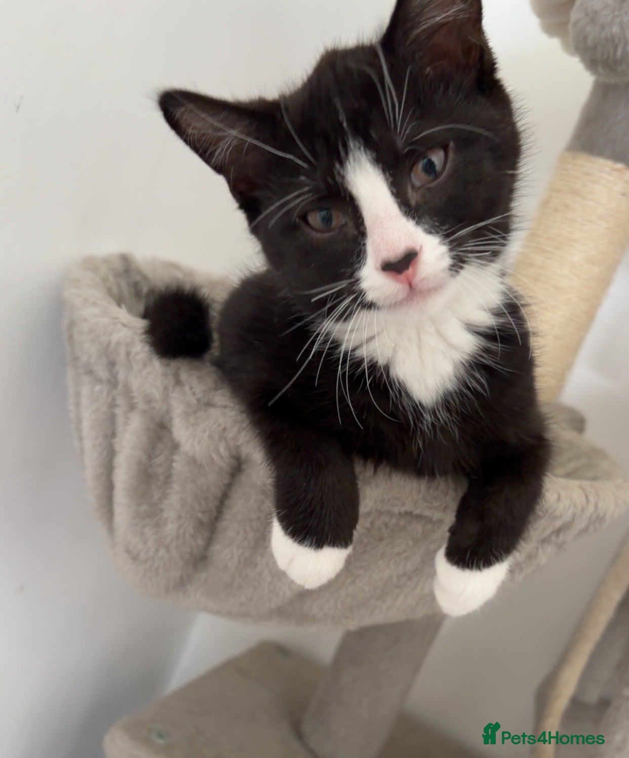 Mixed Breed cats Gorgeous cuddly boy left - Advert 5