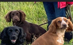 Cocker Spaniel dogs for stud: Cocker spaniel dog for stud  - Image 3