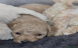 Poochon dogs for sale: Seriously gorgeous farm reared tiny puppies  - Image 23