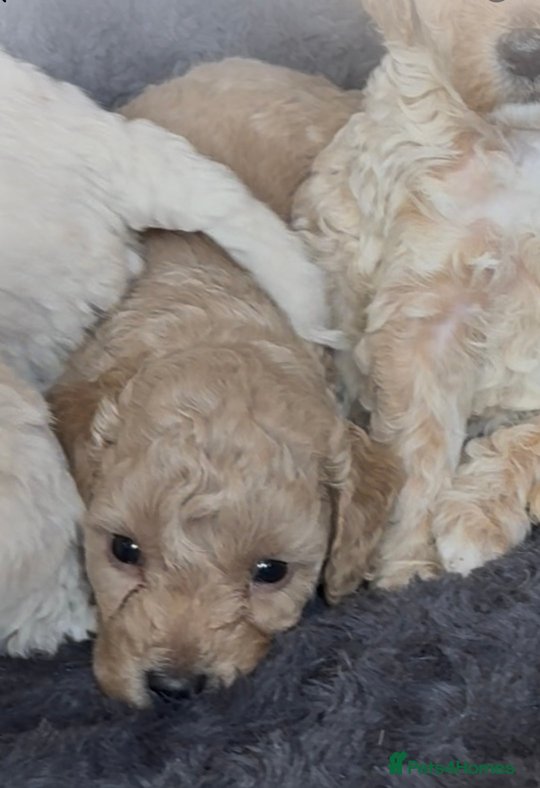 Poochon dogs for sale: Seriously gorgeous farm reared tiny puppies  - Image 23