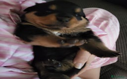Rottweiler dogs for sale: 1 male 1 female rottweiler  - Image 20