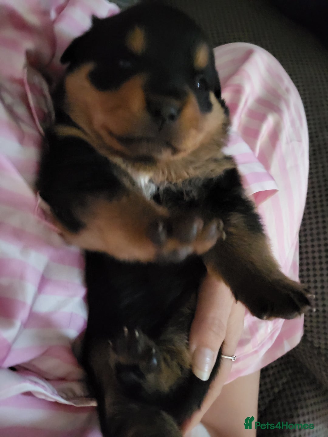Rottweiler dogs for sale: 1 male 1 female rottweiler  - Image 20