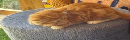 Mixed Breed cats for sale: Ginger and tortoise  kittens  - Advert 12