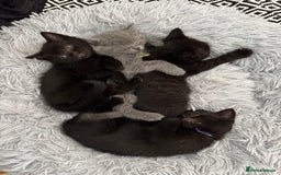 British Shorthair cats for sale: 🐾✨ 4 Tiny Superstars ✨🐾 - Image 1